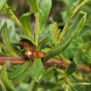 Hibbertia circinata at Kiah, NSW - suppressed