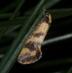 Olbonoma triptycha at Freshwater Creek, VIC - 22 Apr 2020