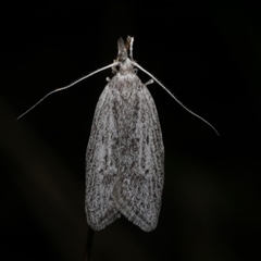 Phryganeutis cinerea (Chezala Group moth) at Freshwater Creek, VIC - 22 Apr 2020 by WendyEM