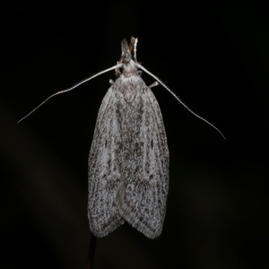 Phryganeutis cinerea at Freshwater Creek, VIC - 22 Apr 2020 11:14 PM