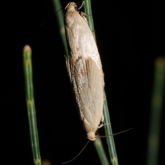 Heteroteucha occidua (A concealer moth (Wingia group)) at Freshwater Creek, VIC - 22 Apr 2020 by WendyEM