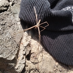 Asianopis subrufa (Rufous net-casting spider) at Briar Hill, VIC - 30 Dec 2024 by Beth-mae