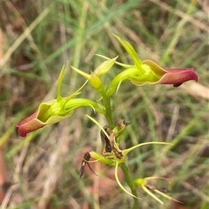 Cryptostylis subulata at Bonny Hills, NSW - suppressed