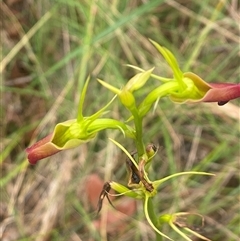 Cryptostylis subulata at Bonny Hills, NSW - suppressed