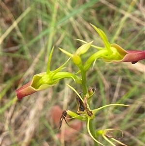Cryptostylis subulata at Bonny Hills, NSW - suppressed