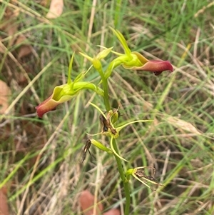 Cryptostylis subulata at Bonny Hills, NSW - suppressed