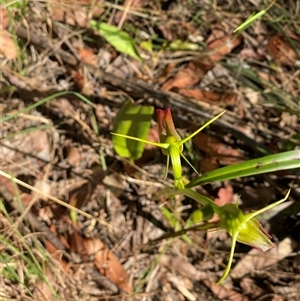 Cryptostylis subulata at Bonny Hills, NSW - suppressed