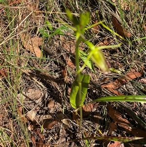 Cryptostylis subulata at Bonny Hills, NSW - suppressed