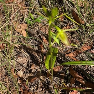 Cryptostylis subulata at Bonny Hills, NSW - 3 Dec 2024