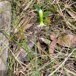 Billardiera scandens at Bonny Hills, NSW - suppressed