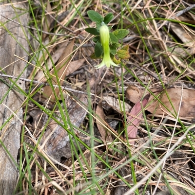 Billardiera scandens (Hairy Apple Berry) at Bonny Hills, NSW - 22 Oct 2024 by pls047