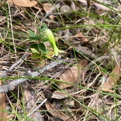 Billardiera scandens at Bonny Hills, NSW - suppressed