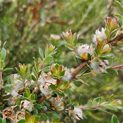 Leptospermum grandifolium (Woolly Teatree, Mountain Tea-tree) at Budawang, NSW - 29 Dec 2024 by MatthewFrawley