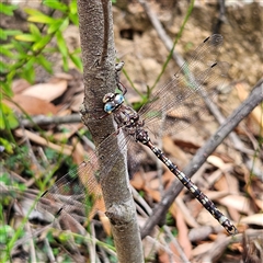 Austroaeschna subapicalis (Conehead Darner) at Budawang, NSW - 29 Dec 2024 by MatthewFrawley