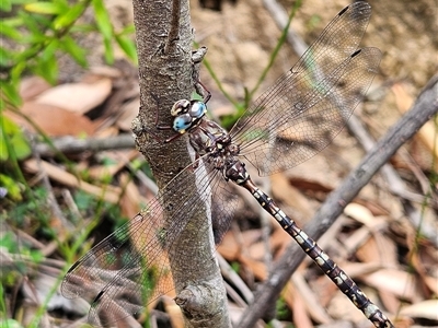 Austroaeschna subapicalis (Conehead Darner) at Budawang, NSW - 29 Dec 2024 by MatthewFrawley