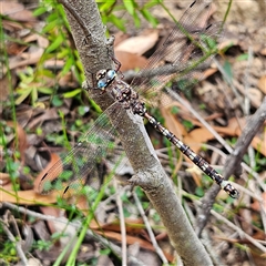 Austroaeschna subapicalis at Budawang, NSW - 29 Dec 2024 12:29 PM