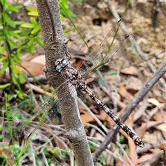 Austroaeschna subapicalis at Budawang, NSW - 29 Dec 2024 12:29 PM