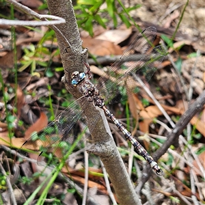 Austroaeschna subapicalis at Budawang, NSW - 29 Dec 2024 12:29 PM