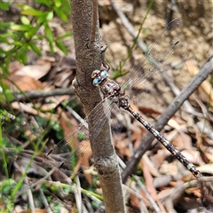 Austroaeschna subapicalis at Budawang, NSW - 29 Dec 2024 12:29 PM