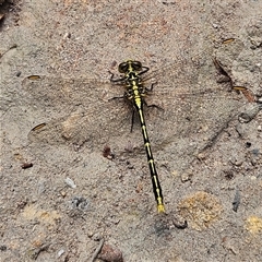 Austrogomphus guerini (Yellow-striped Hunter) at Budawang, NSW - 29 Dec 2024 by MatthewFrawley