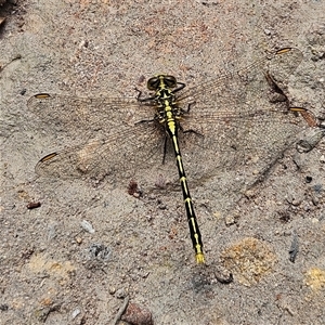 Austrogomphus guerini (Yellow-striped Hunter) at Budawang, NSW by MatthewFrawley