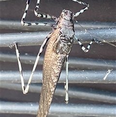 Unidentified Primitive insect at Bonny Hills, NSW - 19 Dec 2024 by pls047