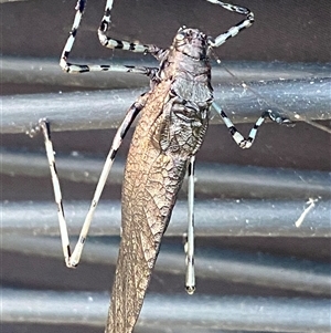 Acripeza reticulata at Bonny Hills, NSW - suppressed