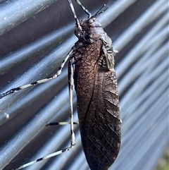 Acripeza reticulata at Bonny Hills, NSW - suppressed
