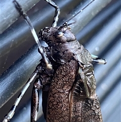 Acripeza reticulata at Bonny Hills, NSW - suppressed