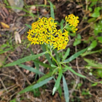 Senecio linearifolius var. arachnoideus (Cobweb Fireweed Groundsel) at Budawang, NSW - 29 Dec 2024 by MatthewFrawley