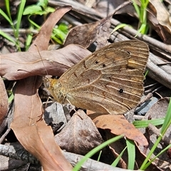 Heteronympha merope (Common Brown Butterfly) at Budawang, NSW - 29 Dec 2024 by MatthewFrawley