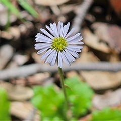 Lagenophora stipitata (Common Lagenophora) at Budawang, NSW - 29 Dec 2024 by MatthewFrawley