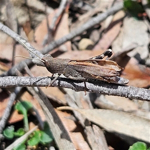 Goniaea opomaloides (Mimetic Gumleaf Grasshopper) at Budawang, NSW by MatthewFrawley