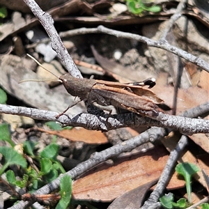 Goniaea opomaloides at Budawang, NSW - 29 Dec 2024