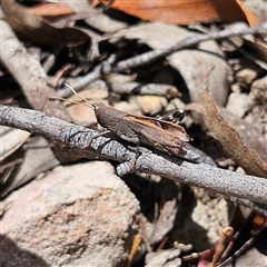 Goniaea opomaloides at Budawang, NSW - 29 Dec 2024