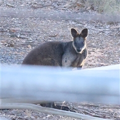 Wallabia bicolor (Swamp Wallaby) at Bango, NSW - 27 Dec 2024 by ConBoekel