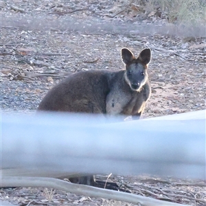 Wallabia bicolor at Bango, NSW - 28 Dec 2024 06:52 AM