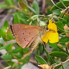 Timoconia flammeata (Bright Shield-skipper) at Budawang, NSW - 29 Dec 2024 by MatthewFrawley