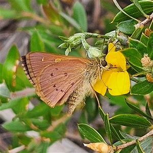 Timoconia flammeata (Bright Shield-skipper) at Budawang, NSW by MatthewFrawley