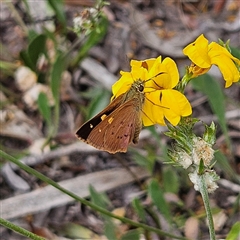 Timoconia flammeata at Budawang, NSW - 29 Dec 2024 01:44 PM