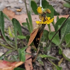 Timoconia flammeata at Budawang, NSW - 29 Dec 2024