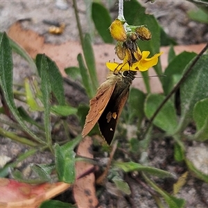 Timoconia flammeata at Budawang, NSW - 29 Dec 2024