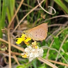 Timoconia flammeata at Budawang, NSW - 29 Dec 2024