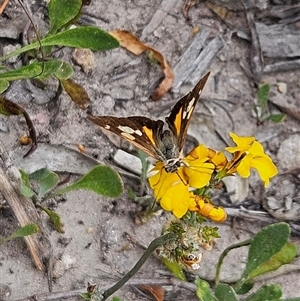 Timoconia flammeata at Budawang, NSW - 29 Dec 2024