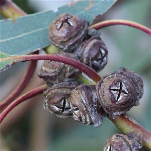 Eucalyptus globulus subsp. bicostata at Bango, NSW - 28 Dec 2024 06:57 AM