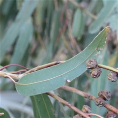 Eucalyptus globulus subsp. bicostata at Bango, NSW - 28 Dec 2024 06:57 AM