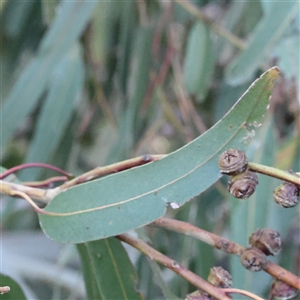 Eucalyptus globulus subsp. bicostata at Bango, NSW - 28 Dec 2024 06:57 AM