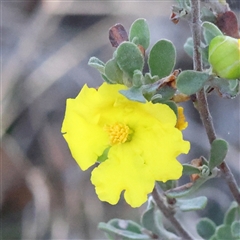 Hibbertia obtusifolia (Grey Guinea-flower) at Bango, NSW - 27 Dec 2024 by ConBoekel