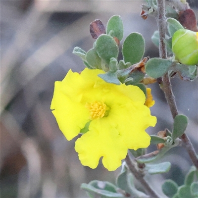 Hibbertia obtusifolia (Grey Guinea-flower) at Bango, NSW - 28 Dec 2024 by ConBoekel