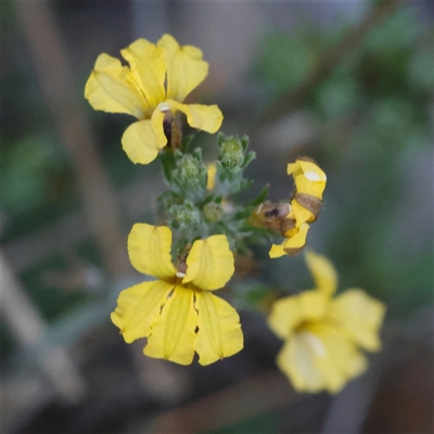 Unidentified Other Shrub at Bango, NSW - 27 Dec 2024 by ConBoekel